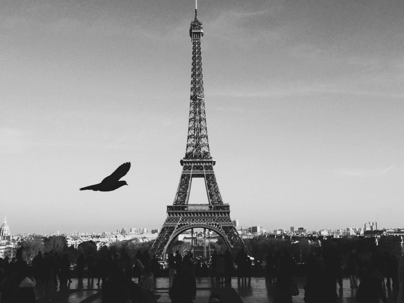 Black and white photo of the Eiffel Tower with a bird flying nearby.